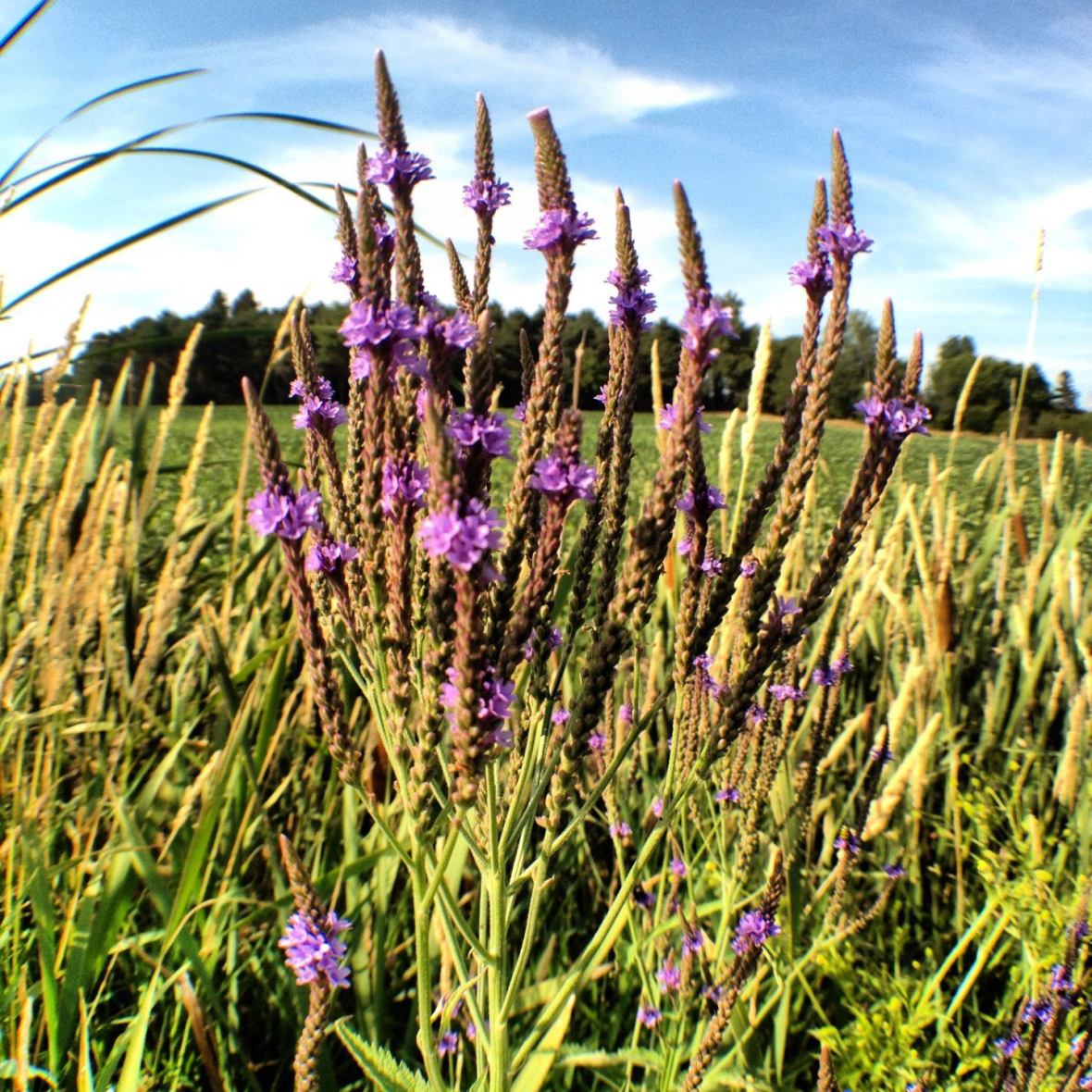 336373_385445078177016_182615023_o