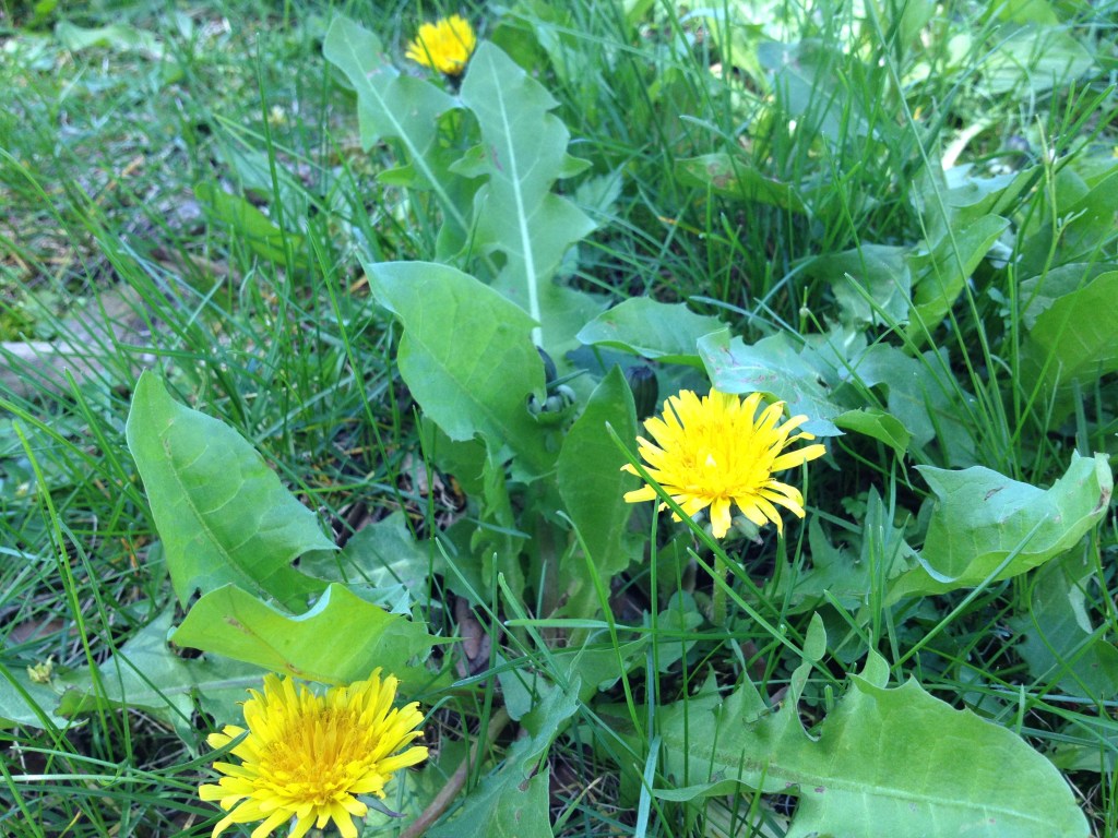 Dandelion (Taraxacum officinale) in flower in spring grass
