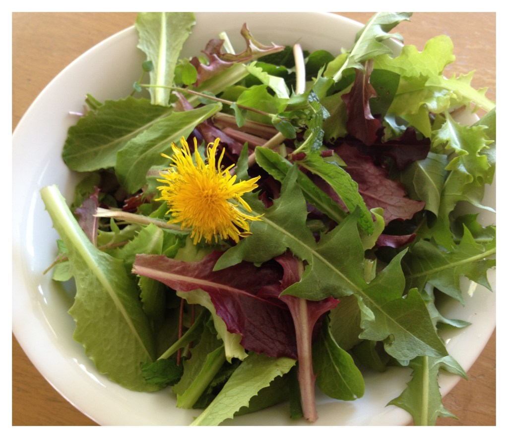 A basal rosette of dandelion (Taraxacum officinale) leaves with lobes pointing back toward the centre