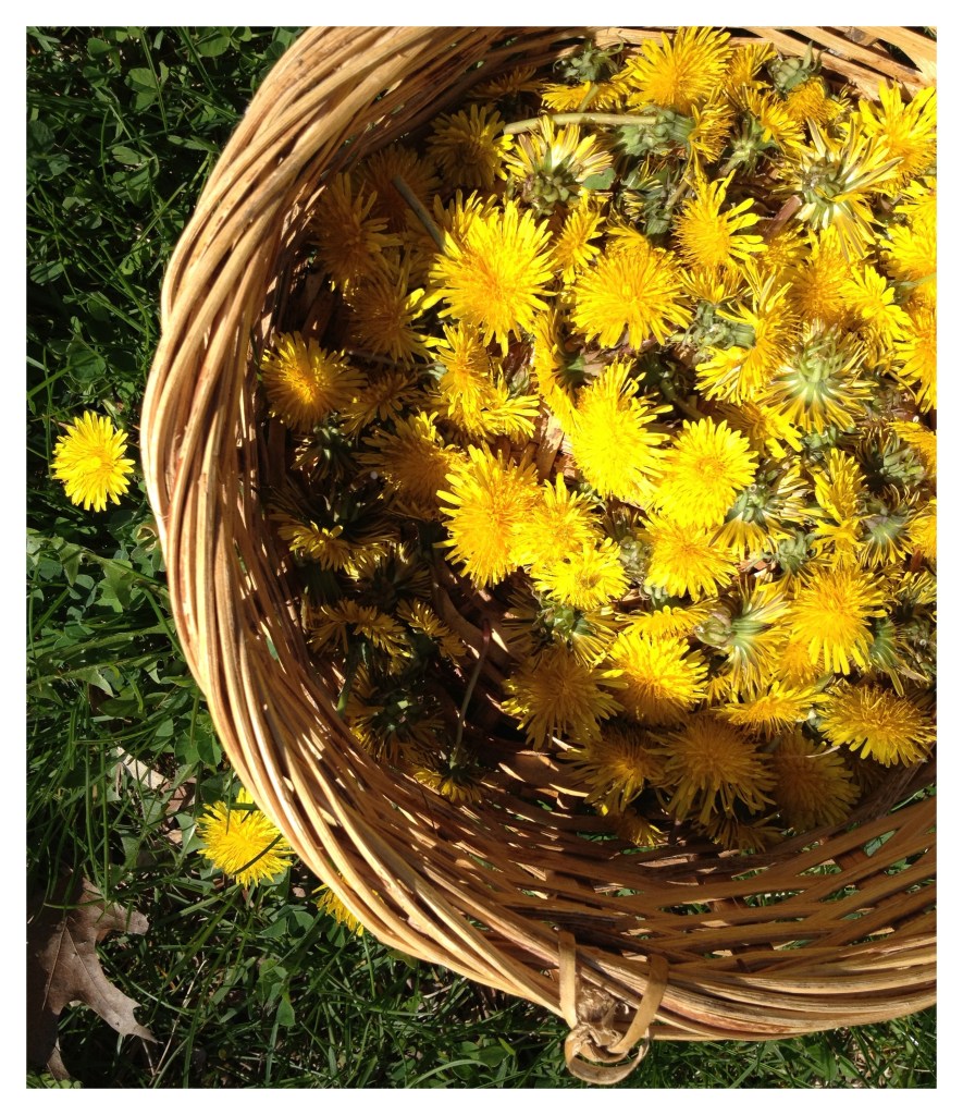 Dandelion (Taraxacum officinale) plant with taproot, crown and leaves