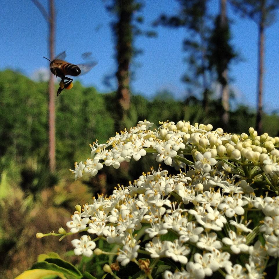 411689_327876187267239_456561793_o