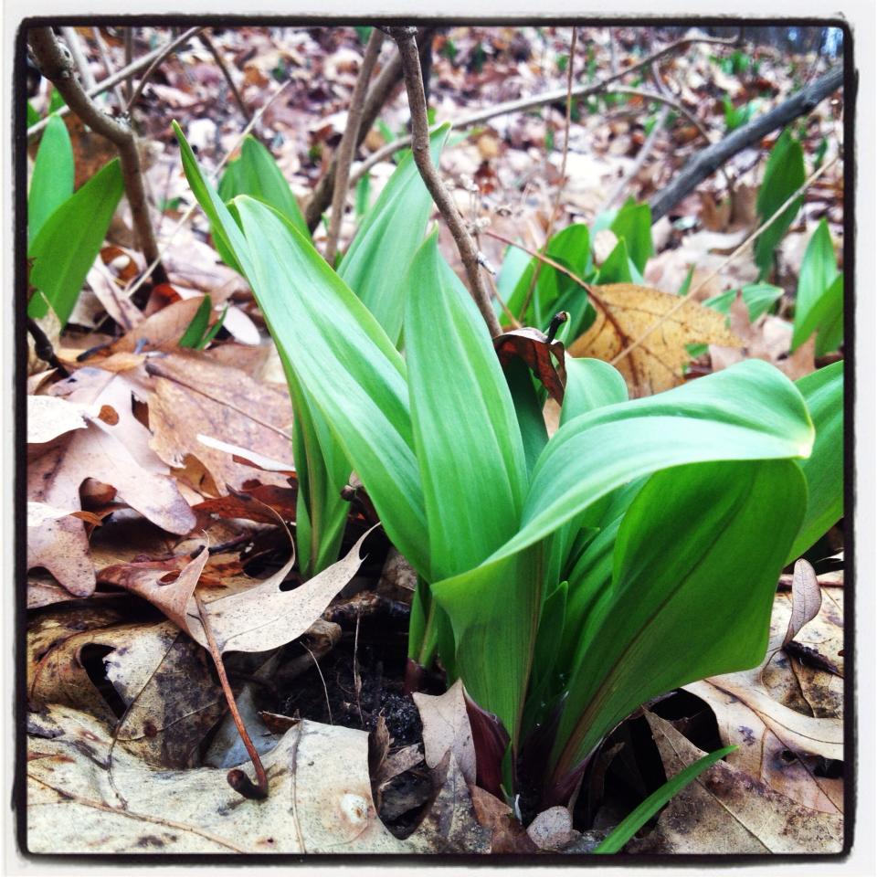 564709_485709384817251_971803550_n (1)