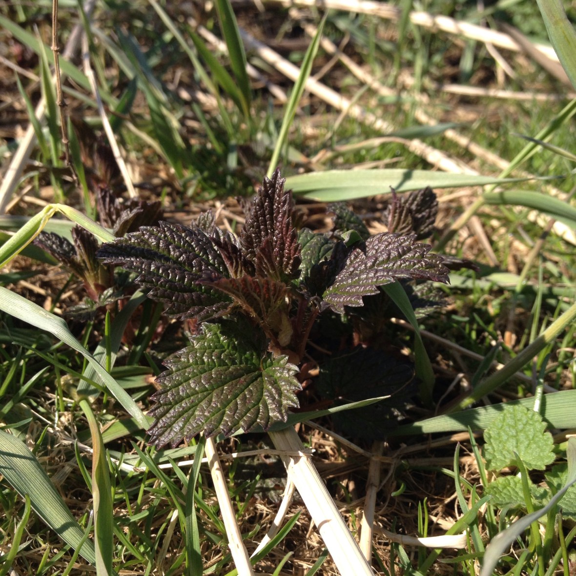 Tender, delicious nettles poking through the brush along the  creek beds. 
