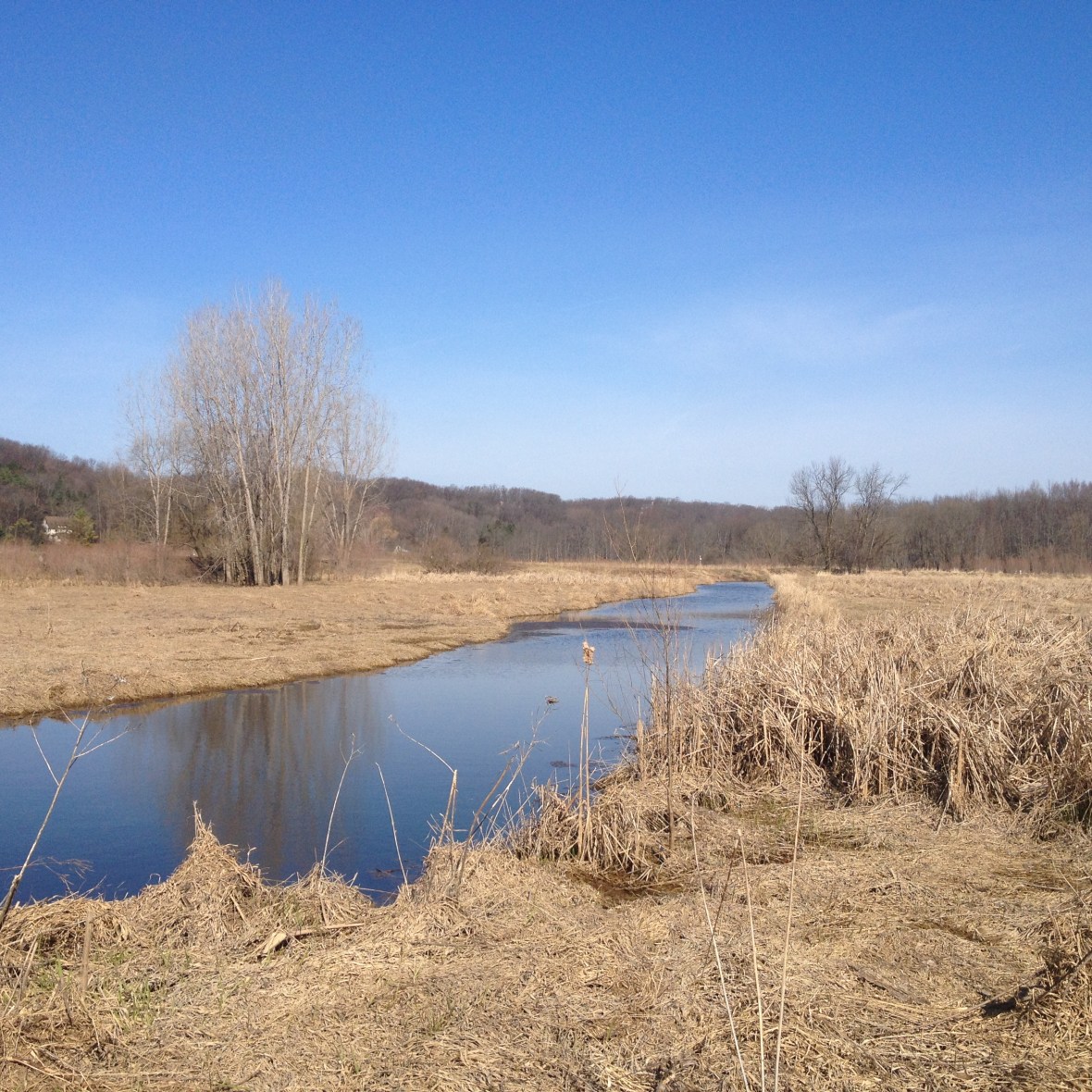 Early spring nettles can be found along creek banks and riverbeds. Make sure to gather nettles upstream from farms or any factory to avoid pollution. 