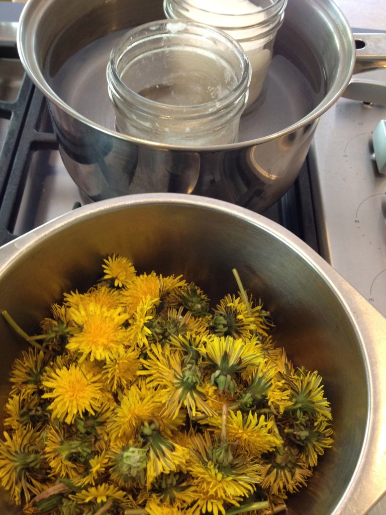 Hands gathering dandelion (Taraxacum officinale) flowers