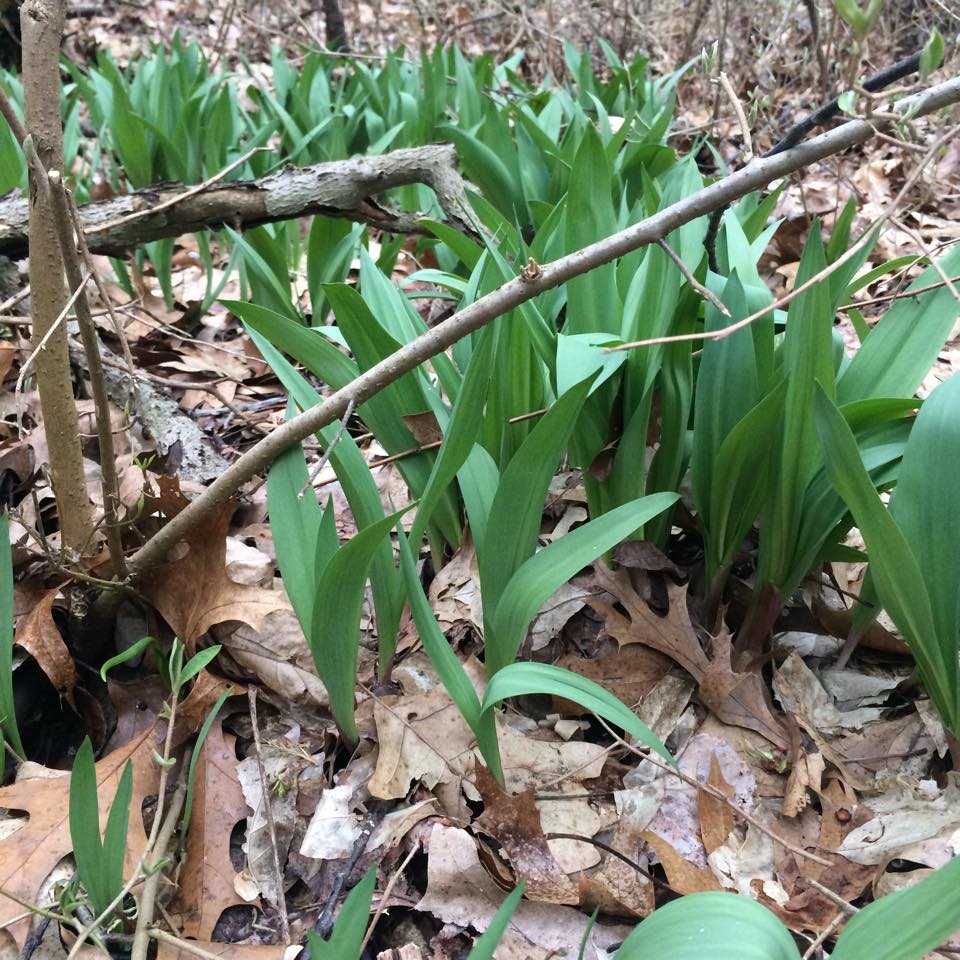 11041582_837601799628006_612991772795604945_n