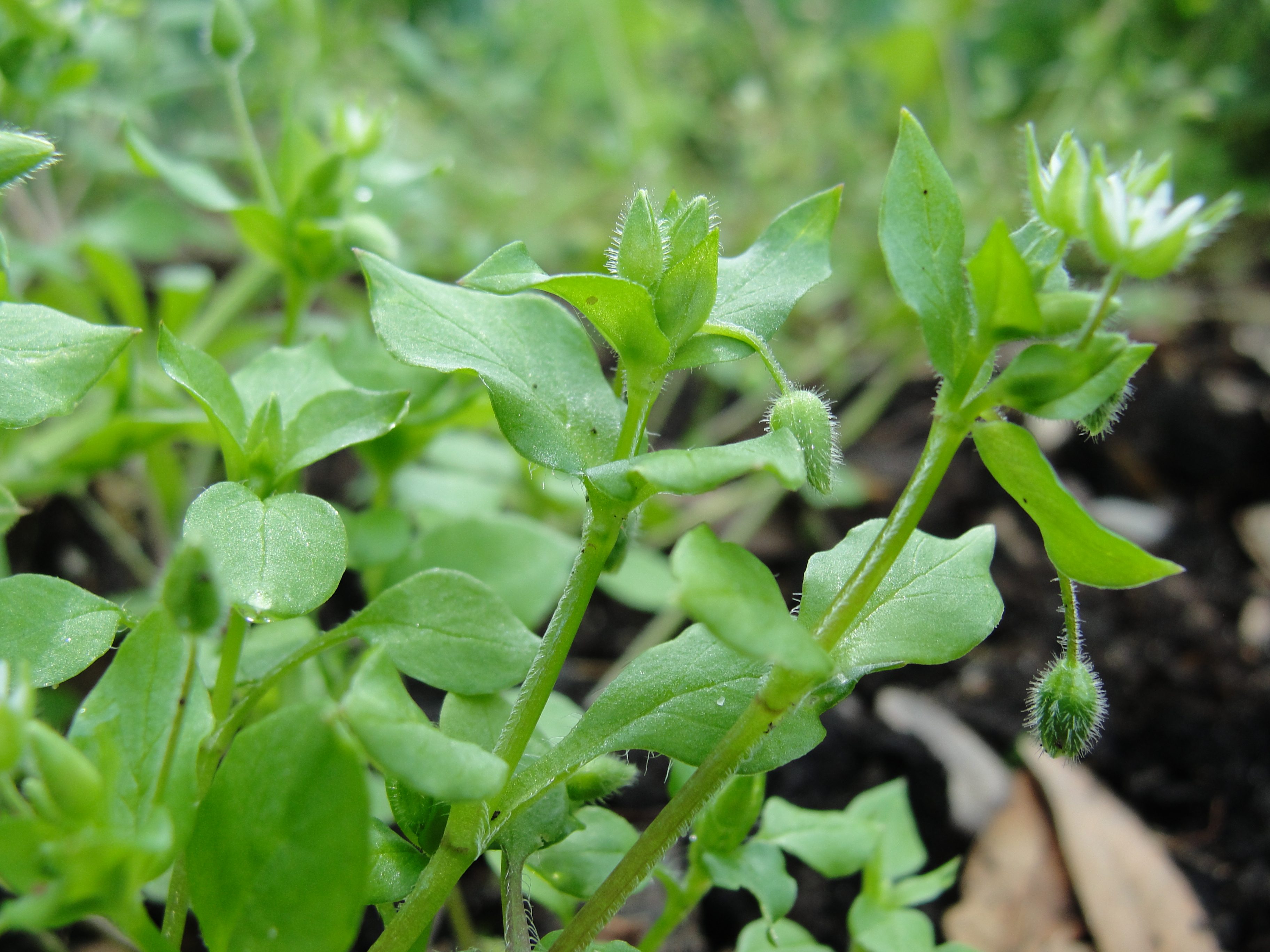 Chickweed