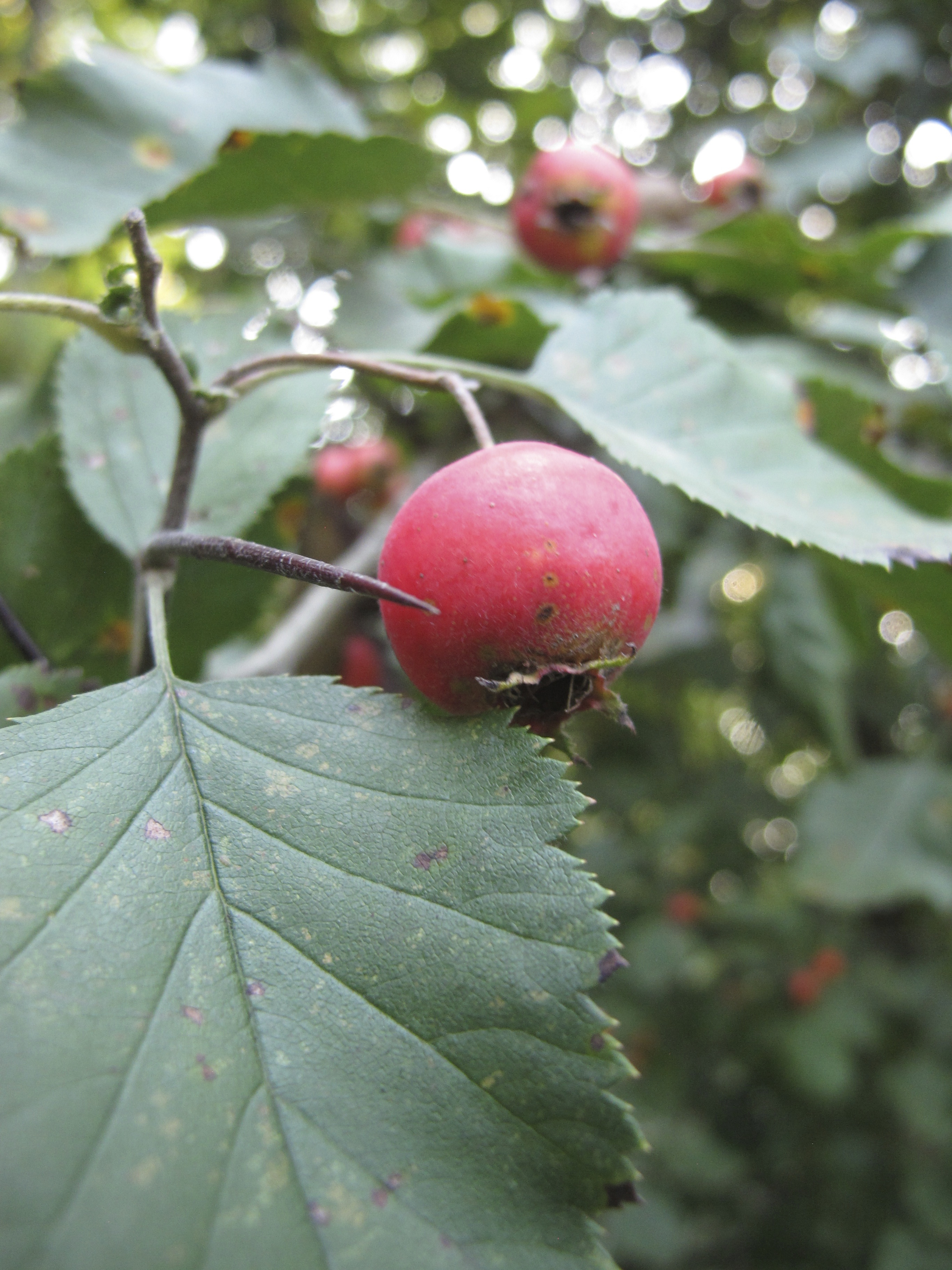 Hawthorn Berry and Thorns