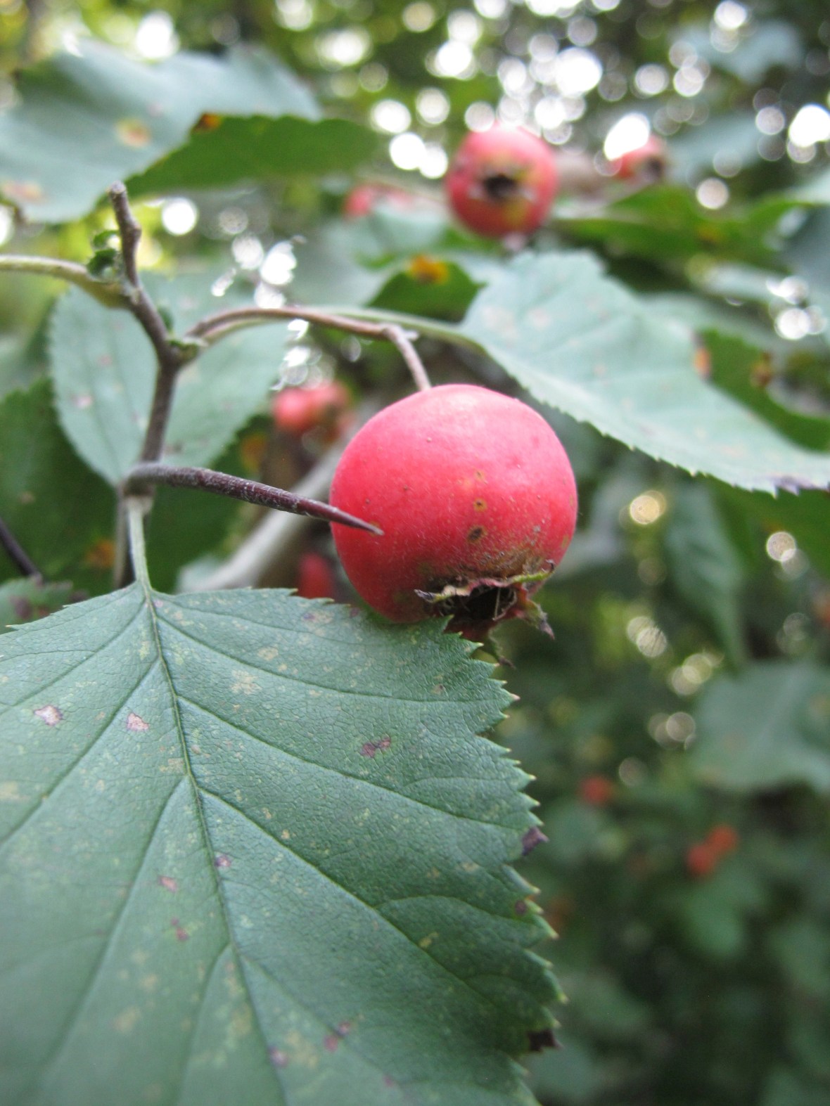 Hawthorn Berry and Thorns