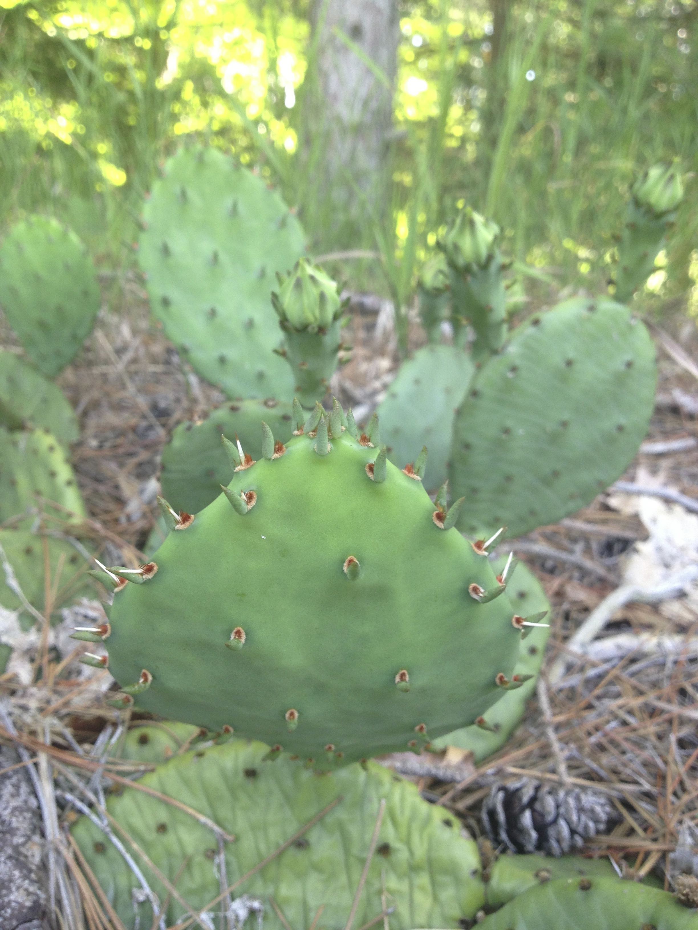 Prickly Pear Photo Lisa Rose