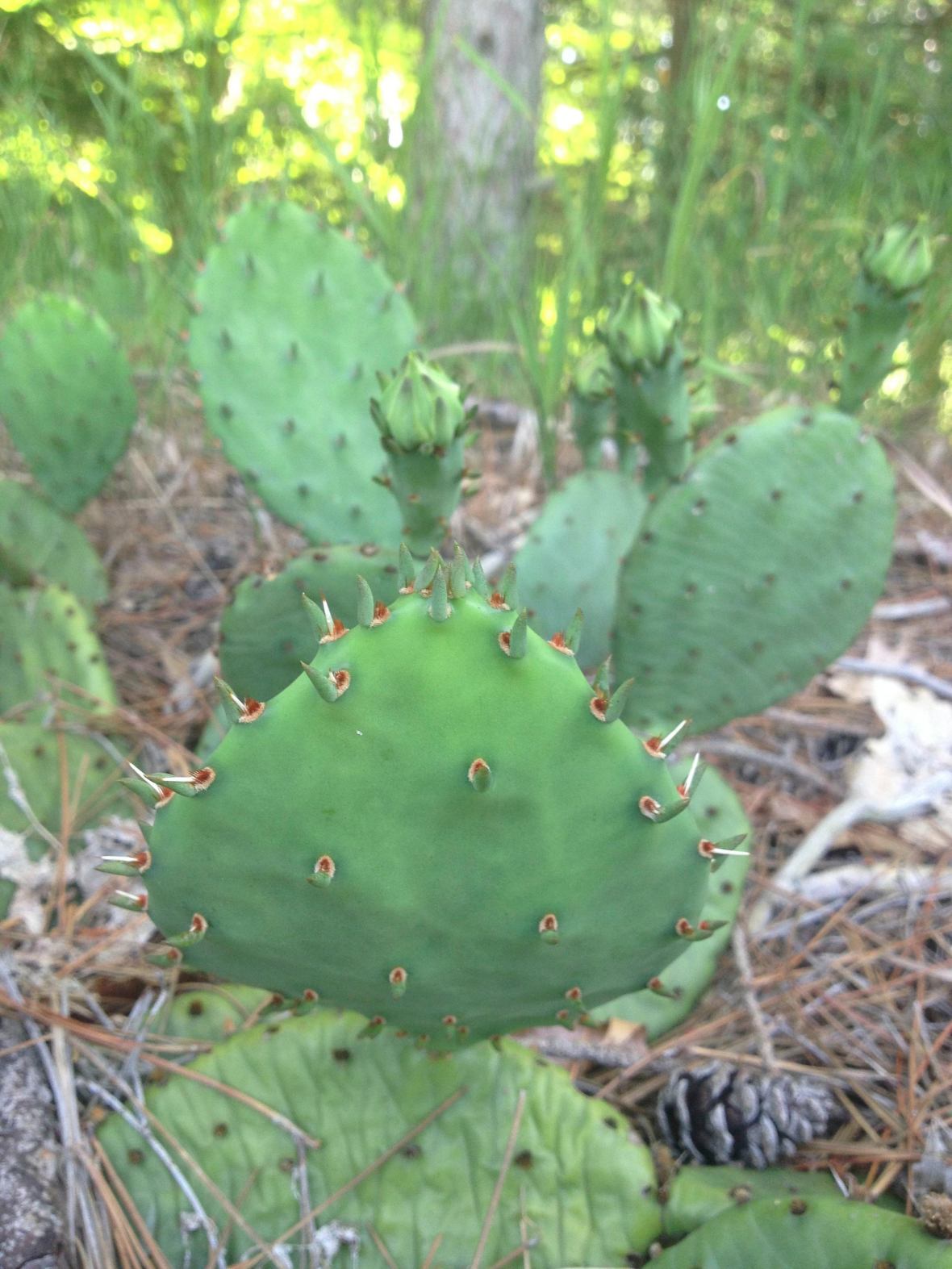 Prickly Pear Photo Lisa Rose