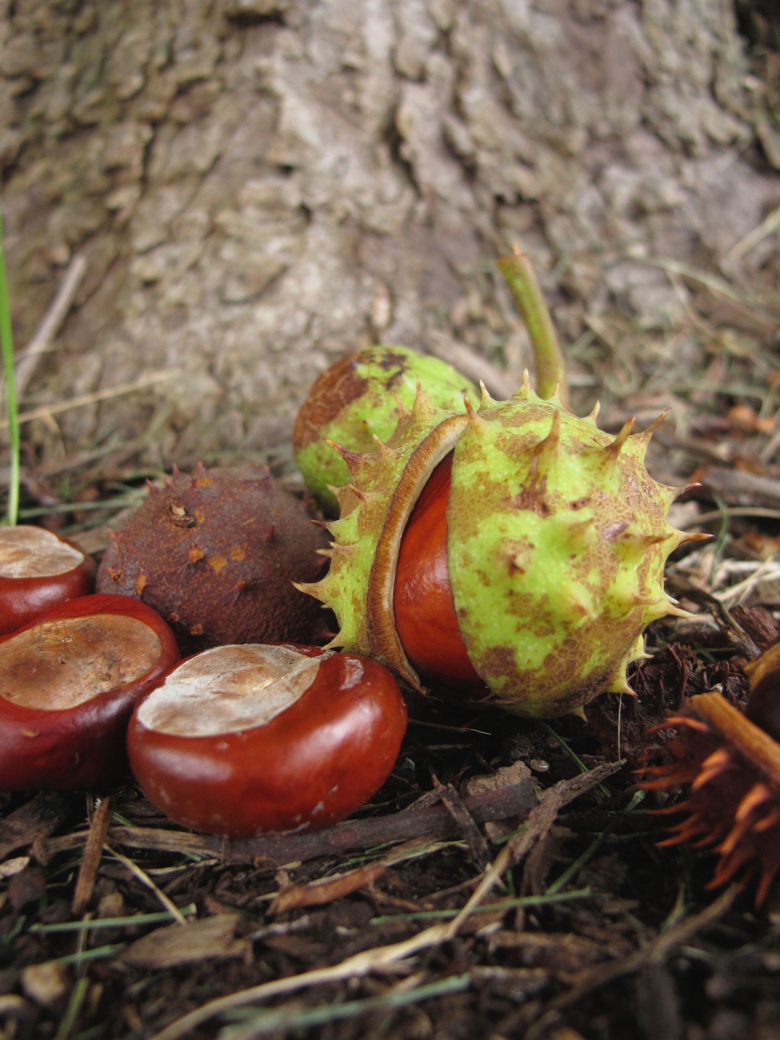 Horse chestnuts on the ground, which are inedible