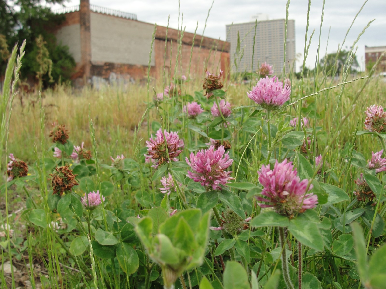 Red clover is shown here growing in an abandoned urban lot in Detroit. Because of the likelihood of heavy metal contaminants like lead, avoid gathering plants that are high in minerals from industrial urban areas.