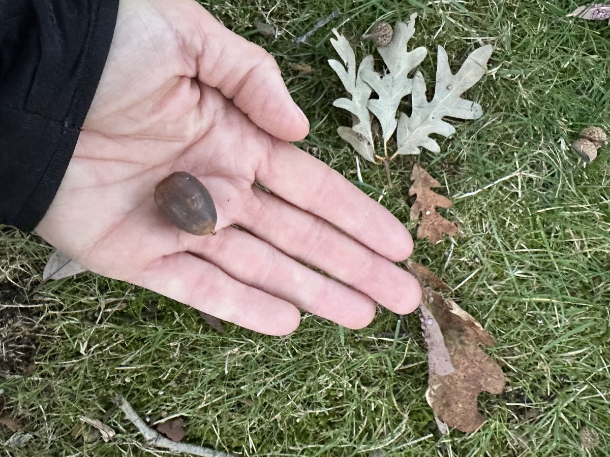 A ripe brown acorn in an open palm beside fallen white oak leaves with rounded lobes