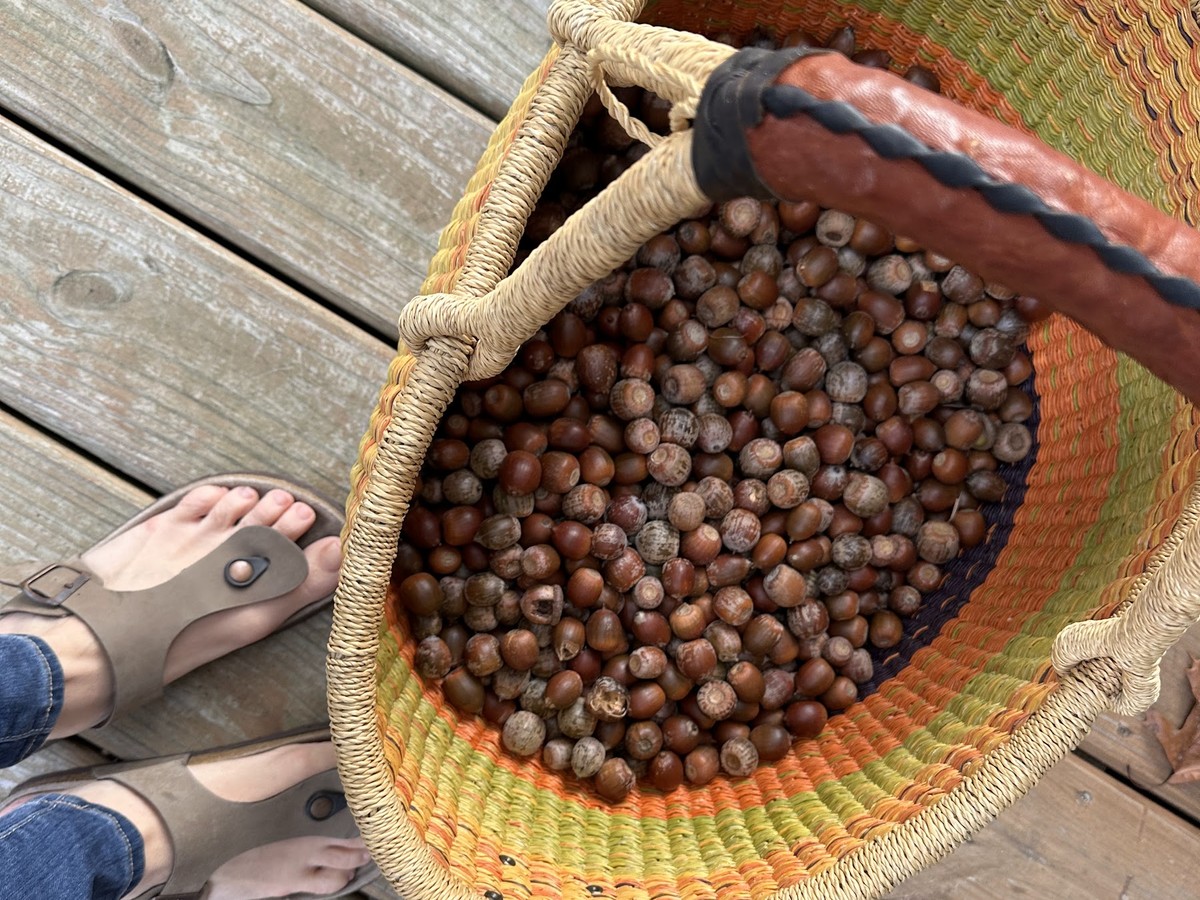 A basket of gathered acorns