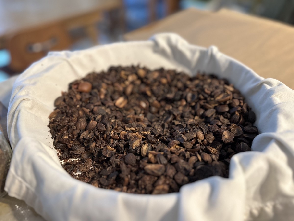 Leached and dried acorn nutmeats ready to grind