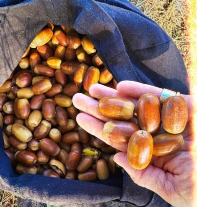 A hand holding glossy acorns over a cloth bag full of gathered acorns