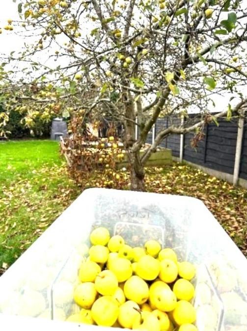A tub of yellow windfall apples gathered under an old back-garden apple tree