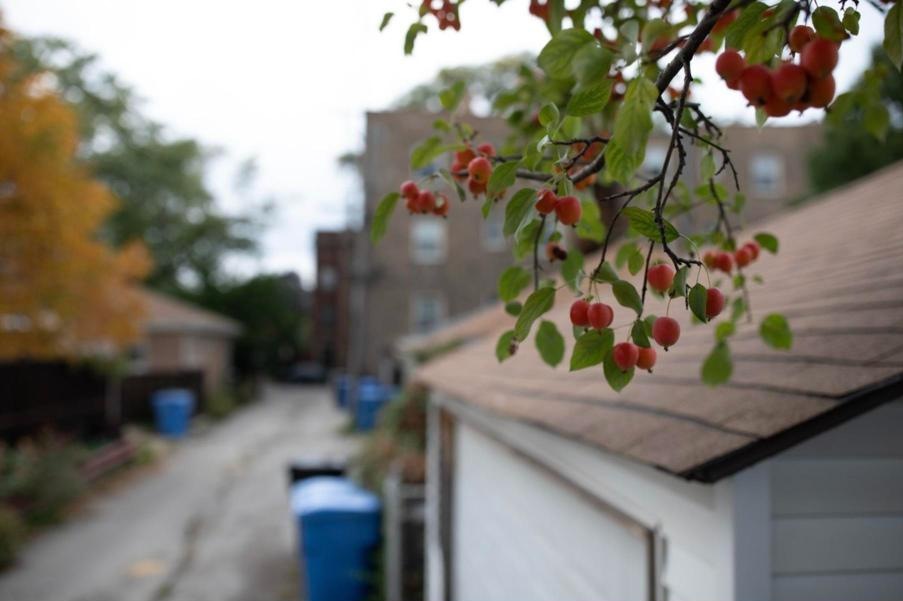 Red crab apples hanging over a garage roof in a Chicago alley