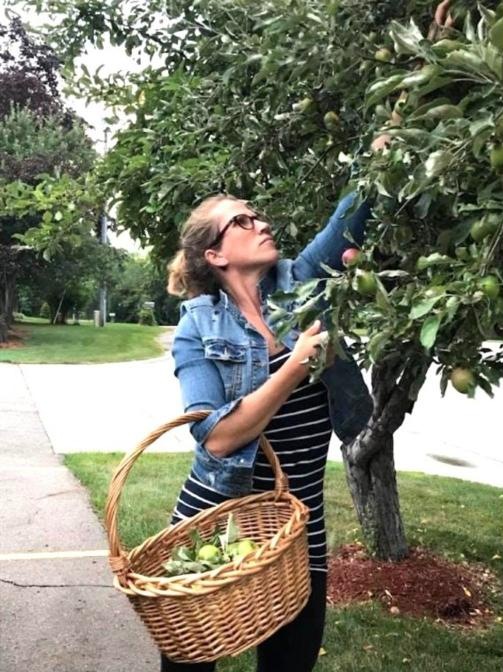 Lisa M. Rose picking apples from a street tree with a wicker basket on her arm
