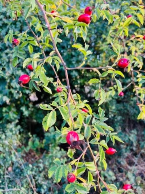 Red rose hips on a wild rose branch in a hedgerow