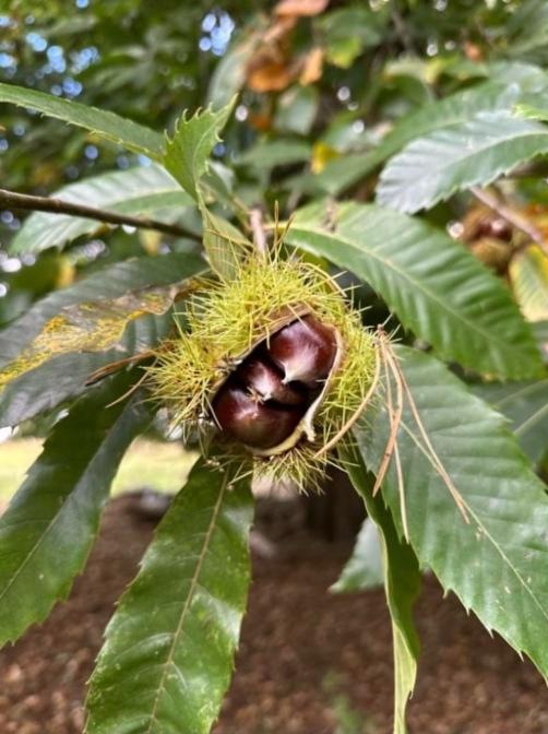 A spiny sweet chestnut bur split open on the tree to show two pointed brown nuts among long toothed leaves