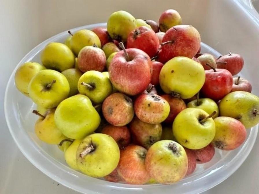 A bowl of small wild apples, red and yellow-green, gathered from neglected trees